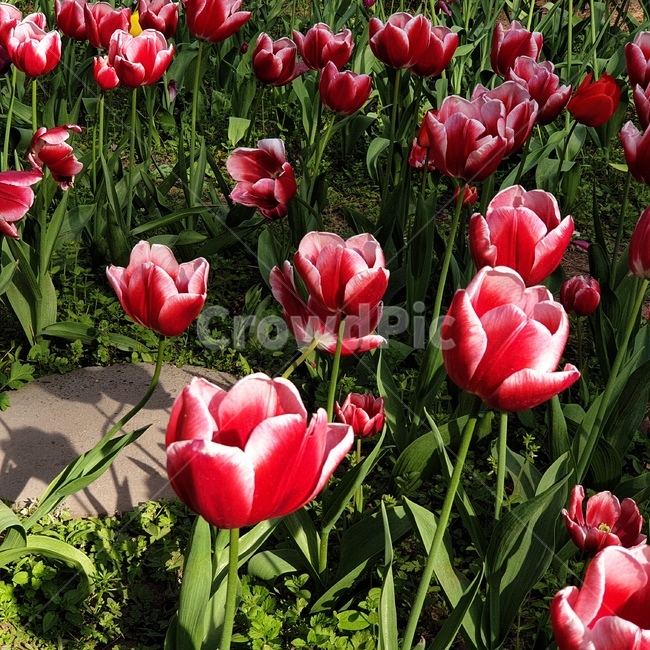꽃,튤립,빨간튤립,flower,tulip,redtulip,redflower