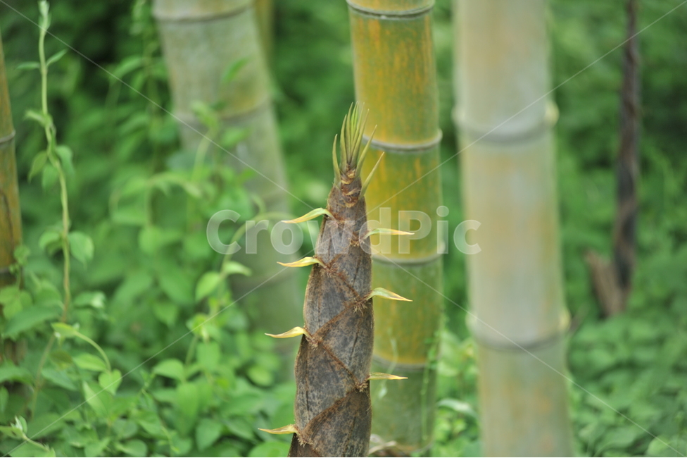대나무,죽순,맹종죽,식용식물,식물,초본식물,식물,자연,plants,nature,나무,trees,wood
