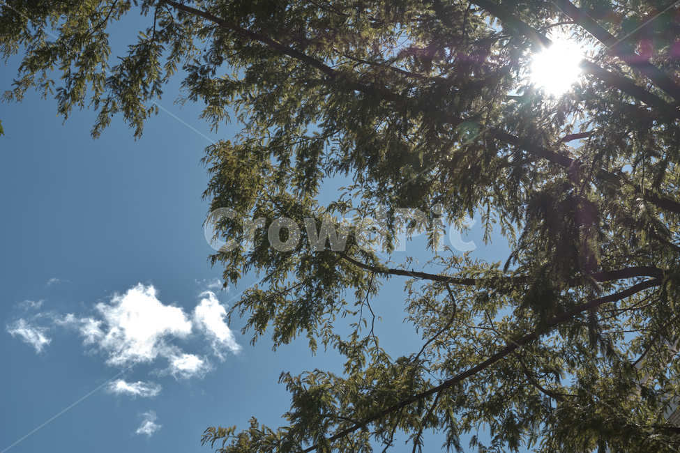 flare,플레어,tree,나무,plant,식물,sunlight,햇빛,구름,cloud,나무,trees,wood