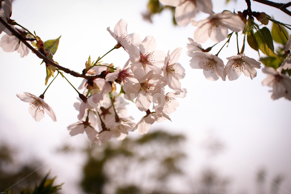 봄,벚꽃,꽃,접사,아름다움,봄,계절,spring,season,식물,자연,plants,nature,꽃,flower,plant