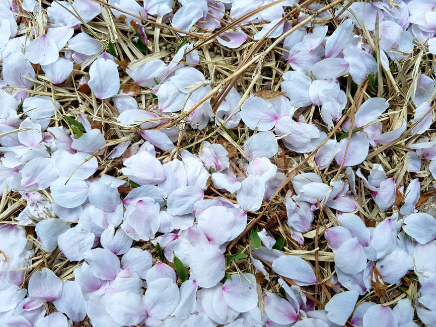 벚꽃,꽃,봄,자연,감성