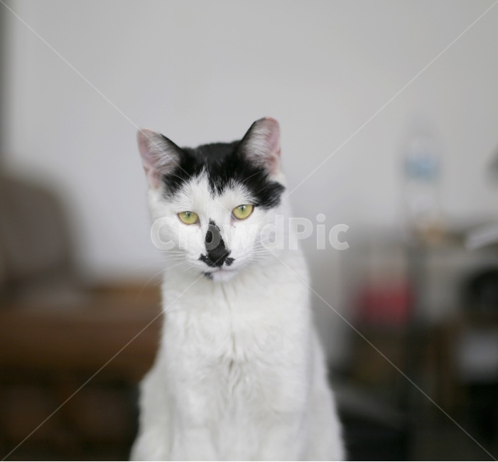 고양이,반려묘,애완동물,유기묘,고양이정면,고양이얼굴,고양이앞모습,고양이앉은모습,동물,animal,포유류,mammal,고양이,cat,kitten,kitty