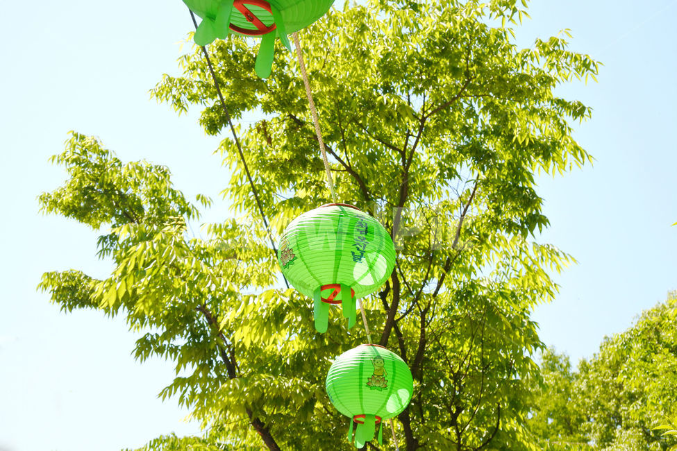 부처님,석가탄신일,등,나무,여름,하늘,종교,신앙,religion,belief,faith,축제,행사,festival,carnival,event
