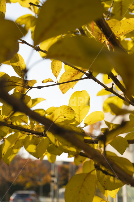 가을,단풍,나무,색감,노랑,노란색,가을,계절,fall,autumn,season,leaf,잎,plant,식물,veins,정맥