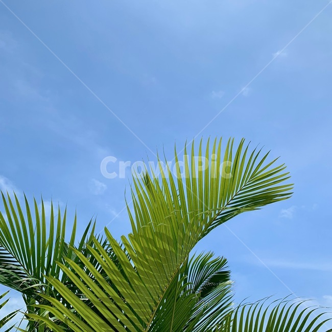 잎,하늘,구름,식물,여름,plant,summer,arecaceae,palmtree,야자수,tree,나무