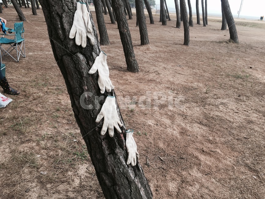 treetrunk,바닥,나무줄기,나무,식물,tree,장갑