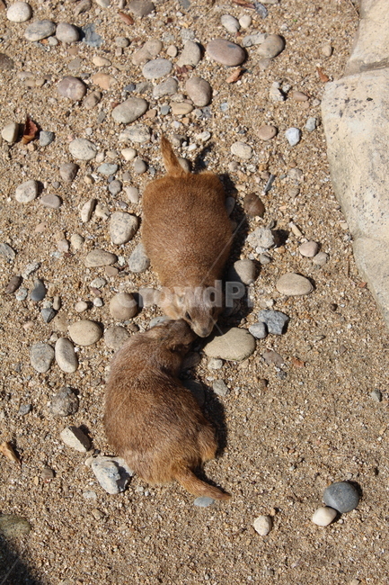 prairiedog,프레리독,동물,animal,동물원,zoo,포유류,mammal,cute,설치류