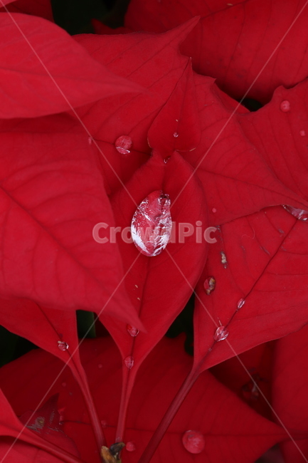 plant,식물,leaf,잎,이슬비,가을,계절,fall,autumn,season,식물,자연,plants,nature