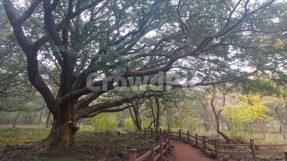 제주도,비자림,비자숲길,힐링,나무,자연휴양림,garden,정원,outdoors,옥외