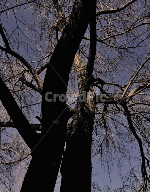 plant,식물,tree,나무,treetrunk,식물,자연,plants,nature,나무,trees,wood