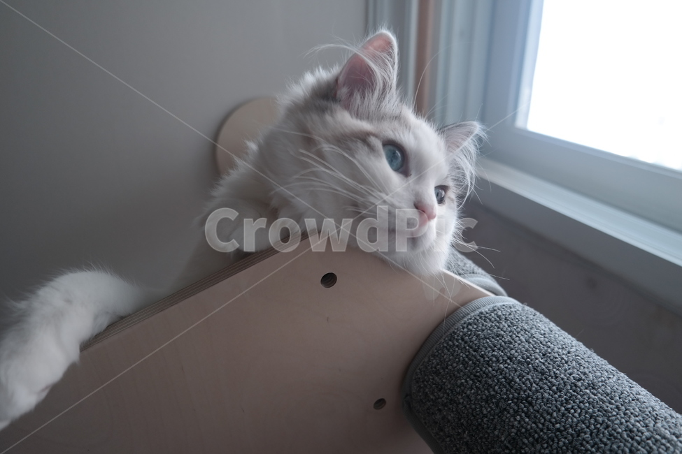 동물,고양이,아련,cat,캣폴,동물,animal,포유류,mammal,고양이,cat,kitten,kitty