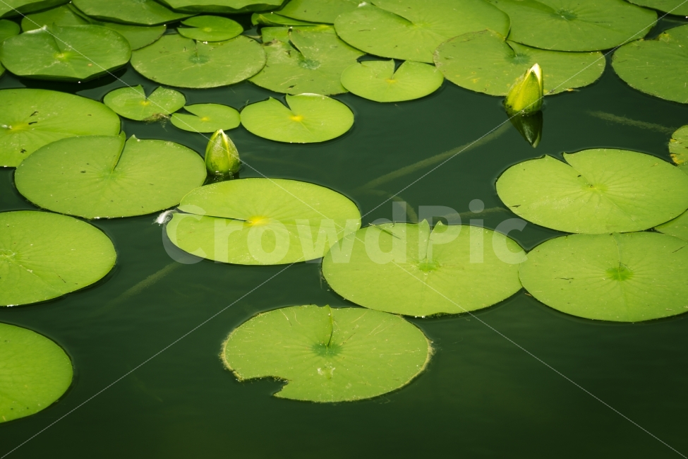 개구리밥,공원,수초,여름,연못,울산대공원,자연,풍경,힐링,자연,풍경,nature,landscape,plant,식물,flower,꽃,blossom,lily,백합