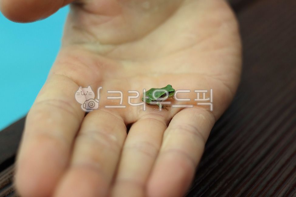 개구리,청개구리,작은,동물,파충류,손바닥,녹색,frog,보호,사람들,사진,규모,강가,강,환경,자연,크기,비교,야생,관리,손,점프,숲,반짝,위,비,아마존,열대의,옥외,큰,살아있는,눈,봄,수영장,애완동물,휴식,쉬다,물,미끄러운,클로즈업,남성,개체,생물,양서류,건강한,종,건강,생명,물갈퀴,하나,나무,잎,들판,빛,발견,색깔,사람,세부,화려한,생태계,행복,아이,미소,캐릭터,여자,이상한,징그러운,​​쾌활한,아기,장난,손가락,아름다운,젖은,생태학,배경,야외,두꺼비,생물학,여름,귀엽다,어린,froggy,어린이,자연스러운,매크로,접사,인간,피부,Frog,treefrog,small,animal,reptile,palm,green,protection,people,photography,scale,river,environment,nature,size,comparison,wild,care,hand,jump,forest,shiny,top,Rain,amazon,tropical,outdoor,big,live,eye,spring,pool,pet,rest,water,slippery,closeup,male,object,creature,amphibians,healthy,species,health,life,webbed,One,tree,leaf,field,light,discovery,color,person,detail,gorgeous,ecosystem,happy,kid,smile,character,woman,weird,disgusting,cheerful,baby,playing,finger,beautiful,wet,Ecology,background,toad,biology,summer,cute,young,child,natural,macro,human,skin