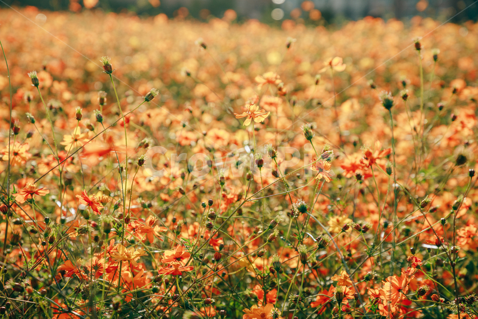 코스모스,꽃,자연,식물,가을,아름다운,commoncosmos,가을,계절,fall,autumn,season,식물,자연,plants,nature,꽃,flower,field,들,grassland,목초지,outdoors,옥외