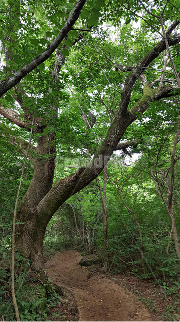 숲,나무,나뭇잎,식물,plant,tree,vegetation,초목,treetrunk,나무줄기,outdoors,옥외,woodland,삼림지,land,nature,자연,forest