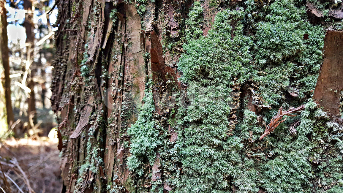 삼나무,이끼,plant,식물,tree,나무,식물,자연,plants,nature