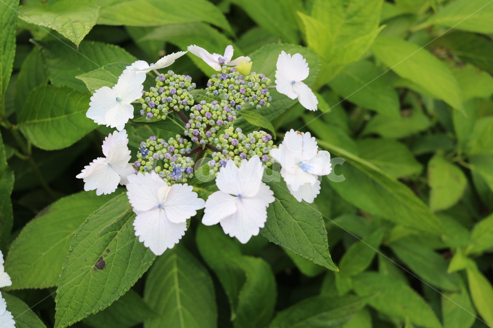 plant,식물,blossom,꽃,flower,산수국