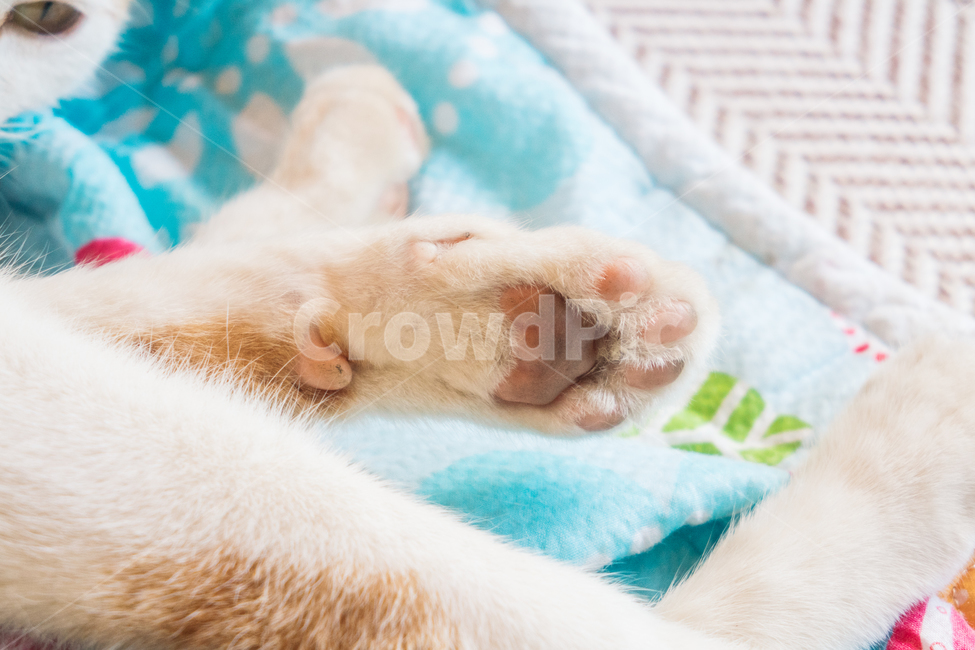 고양이,냥이,캣,냥냥이,야옹이,cat,동물,잠자는고양이,산책냥,동물,animal,포유류,mammal,고양이,cat,kitten,kitty