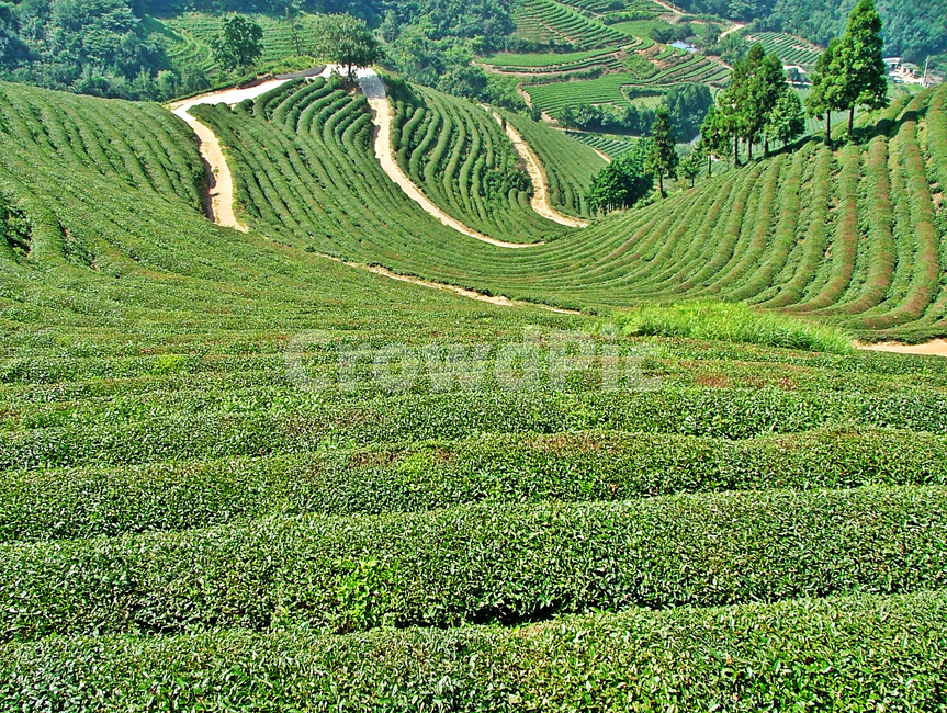 녹차밭,녹차,차,보성,전남,자연,차밭,자연,풍경,nature,landscape,한국자연풍경,한국자연경관,korea nature landscape,outdoors,옥외