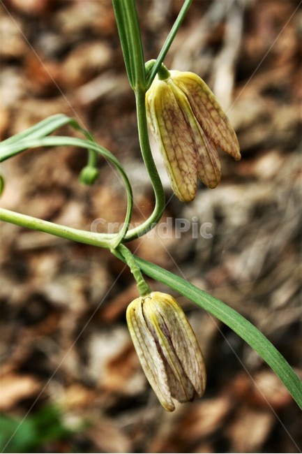 패모류,백합과,한대성식물,여러해살이풀,약용식물,식물,자연,plants,nature,꽃,flower