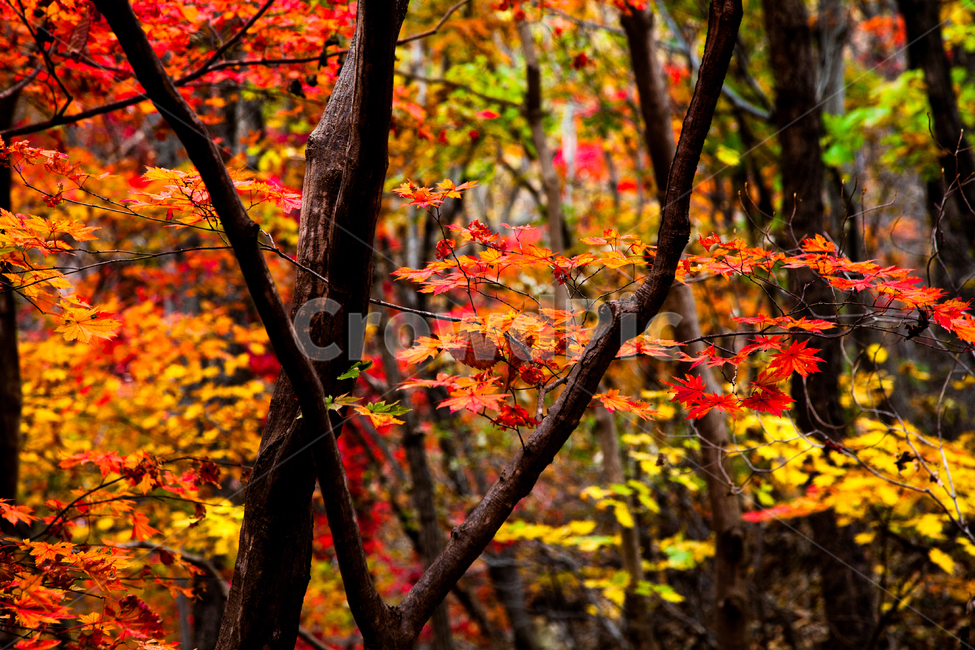 단풍,가을,경주,잎,나무,가을,계절,fall,autumn,season,자연,풍경,nature,landscape