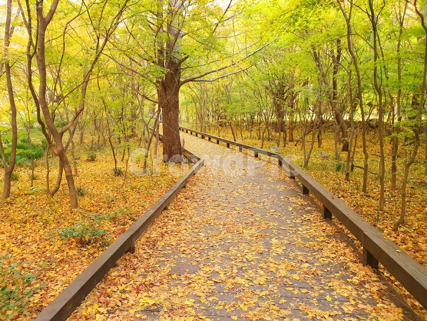 가을단풍,가을,은행나무,은행잎,아름다움,가을장면,선운산단풍,나뭇잎,자연,야외,배경,가을나무,분위기,노란색,주황색,식물,녹색,길,나무데크,나무길,통로
