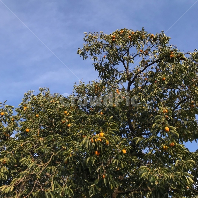 가을,fall,감,감나무,나무