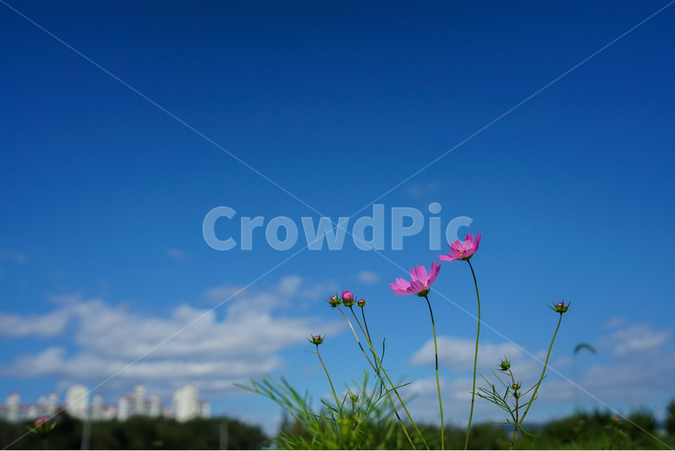 꽃,야생화,코스모스,가을,식물,자연,가을,계절,fall,autumn,season,식물,자연,plants,nature,꽃,flower,plant
