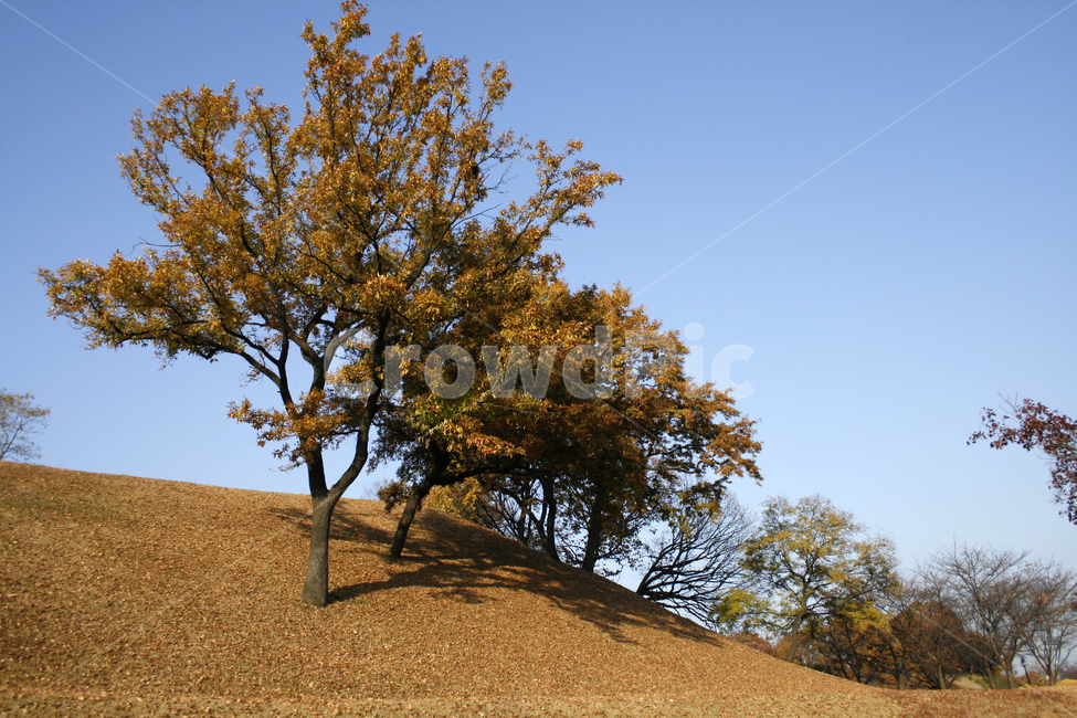 가을,단풍,풍경,나무,하늘,가을,계절,fall,autumn,season,tree,plant,식물,grassland,목초지,outdoors,옥외,field,들