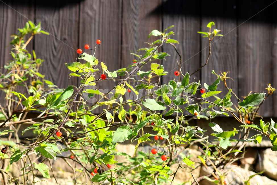 배풍등,나무,열매,배풍등나무,자연,가지과,붉은열매,가을,식물,자연,plants,nature