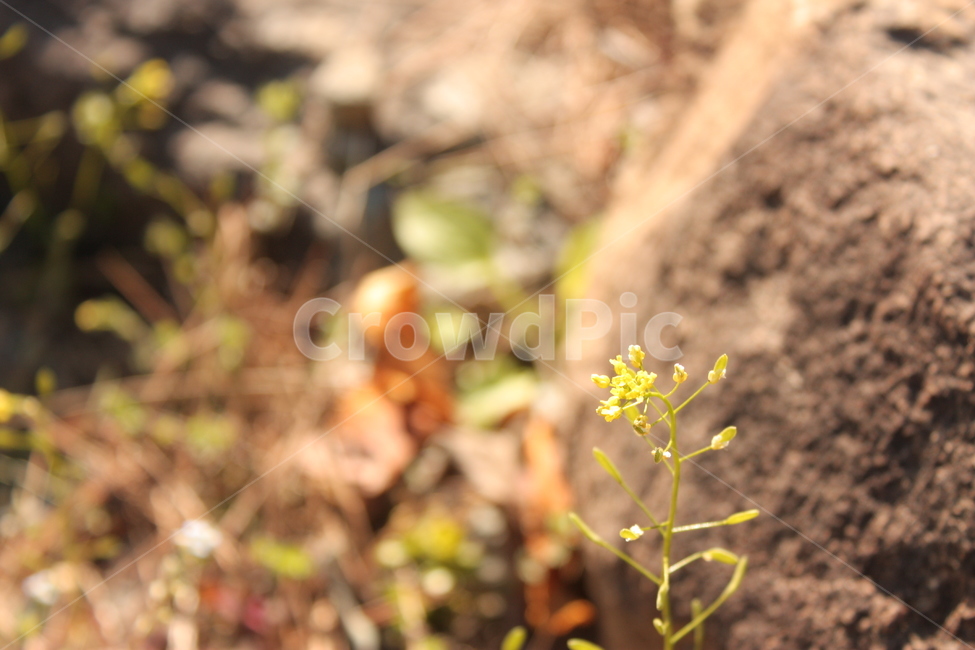 풀,flower,꽃,들꽃,자연,nature,거리,감성사진