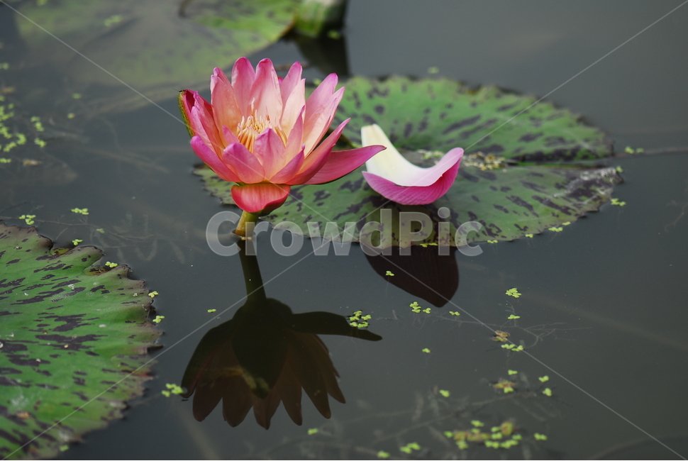 꽃,연꽃,관곡지,불교,여름,식물,자연,plants,nature,꽃,flower