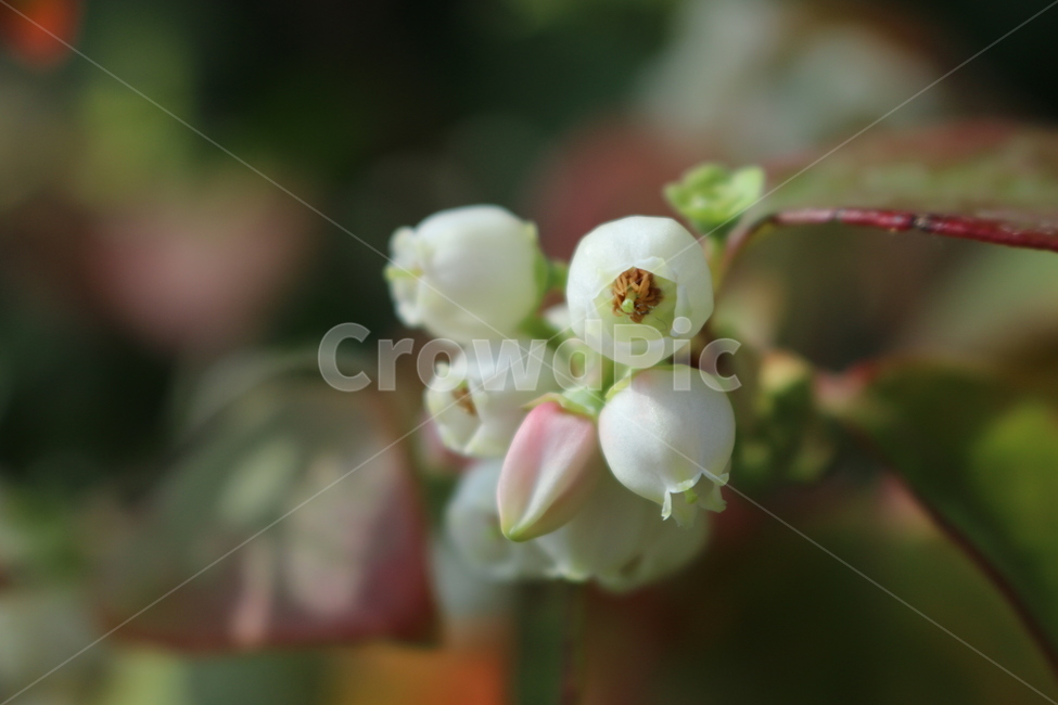 블루베리,흰꽃,열매,둥근꽃,꽃망울,봄,계절,spring,season,식물,자연,plants,nature,꽃,flower,plant,food,음식,fruit,과일,blueberry,블루 베리