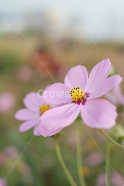 plant,식물,코스모스,가을,꽃,flower,식물,자연,plants,nature,꽃,flower