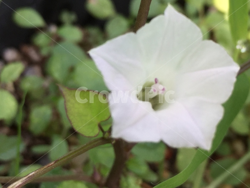 plant,식물,flower,꽃,나팔꽃,식물,자연,plants,nature,꽃,flower