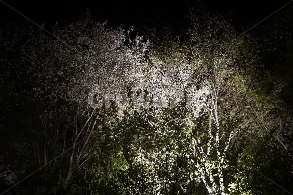 나무,밤,꽃,어둠,자연,tree,night,flower,nature,dark,자연,풍경,nature,landscape,야경,밤,nightscape,night,식물,plants,나무,trees,wood,공포,호러,무서운,무서움,horror,terror,fear,plant,fir,전나무