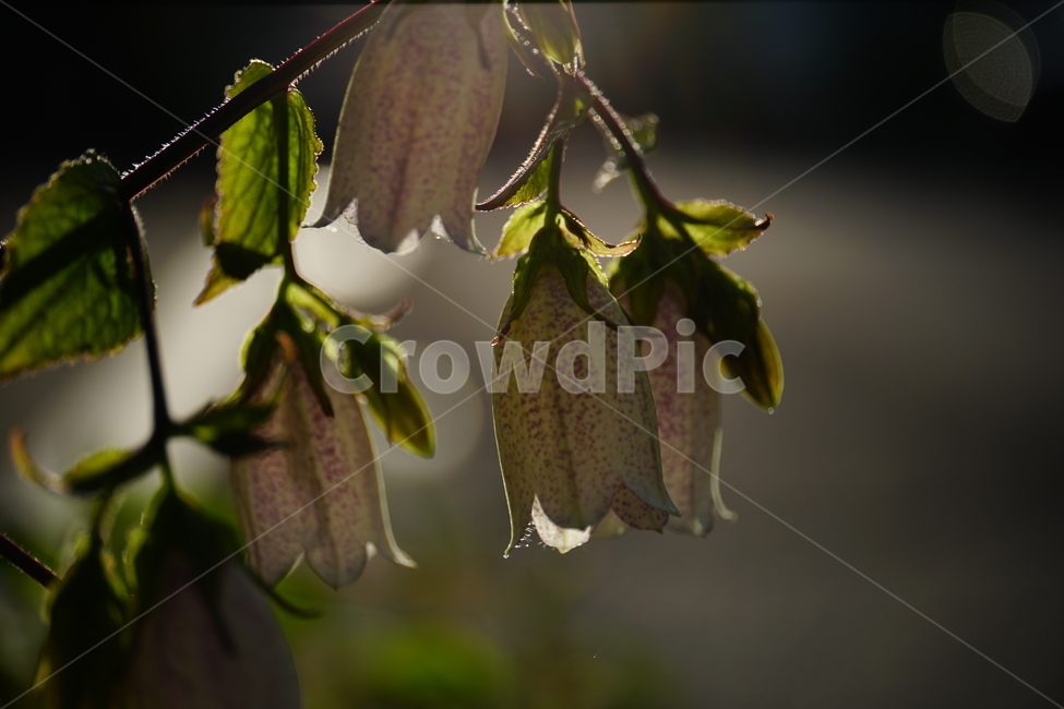 초롱꽃,식물,자연,플라워,flower,plants,nature,campanulapunctata,bellflower,6월,여름꽃,개화,만개