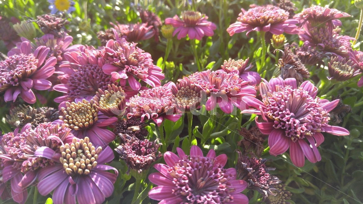 꽃,분홍색꽃,식물,분홍색,녹색,배경,감성,계절,flower,pinkflowers,flants,pink,green,background,emotional,season