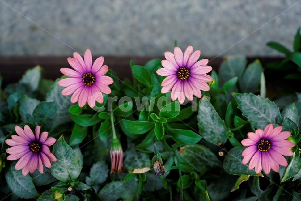 봄,bloom,꽃,식물,자연,화사함,꽃향기,colorful,floral,flower,gardenflowers,happymind,life,nature,plant,spring,식물,자연,plants,nature,꽃,flower