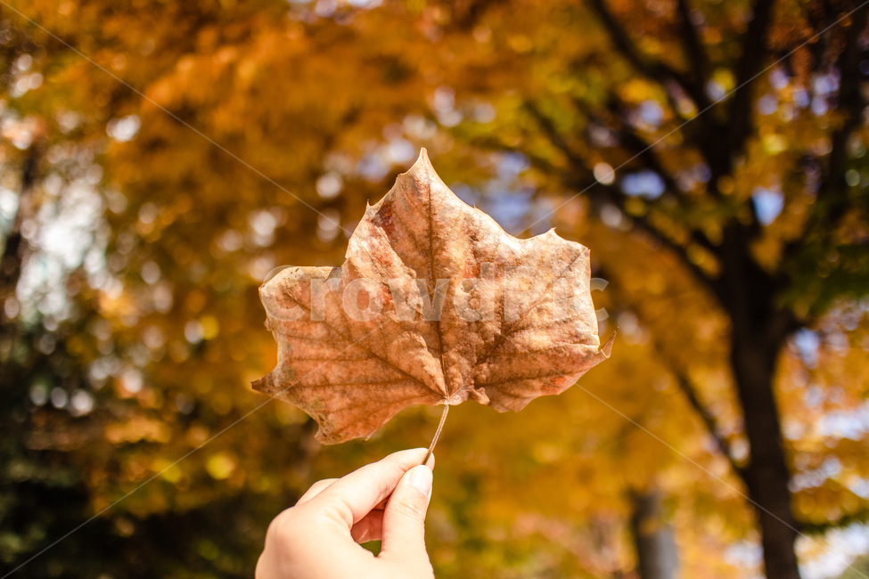가을,autumn,fall,야외,outdoor,공원,park,자연,nature,맑은날,clear,잎,leaf,plant,식물,tree,나무,손,hand,갈색,brown,낙엽,나뭇잎,단풍잎,가을,계절,fall,autumn,season,fungus,진균류