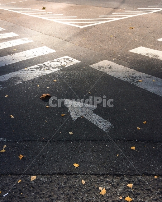 길,횡단보도,가을,빛,낙엽,load,교통,교통수단,traffic,transportation,asphalt,아스팔트,road,도로