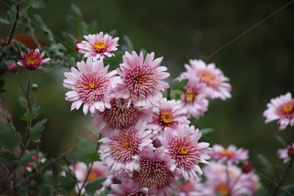 국화,식물,꽃,가을꽃,chrysanthemum,식물,자연,plants,nature,꽃,flower