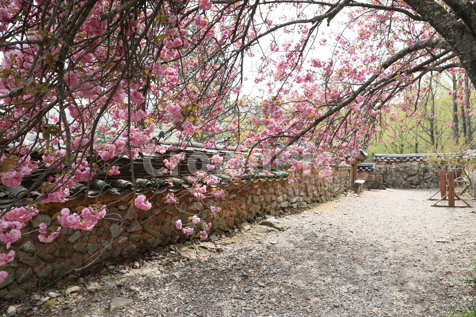 순천,선암사,만첩왕벚,왕벚꽃,겹벚꽃,봄,사찰,꽃,벚꽃,봄,계절,spring,season,한국전통,한국문화,korean traditional,korean culture,plant,식물,flower,blossom