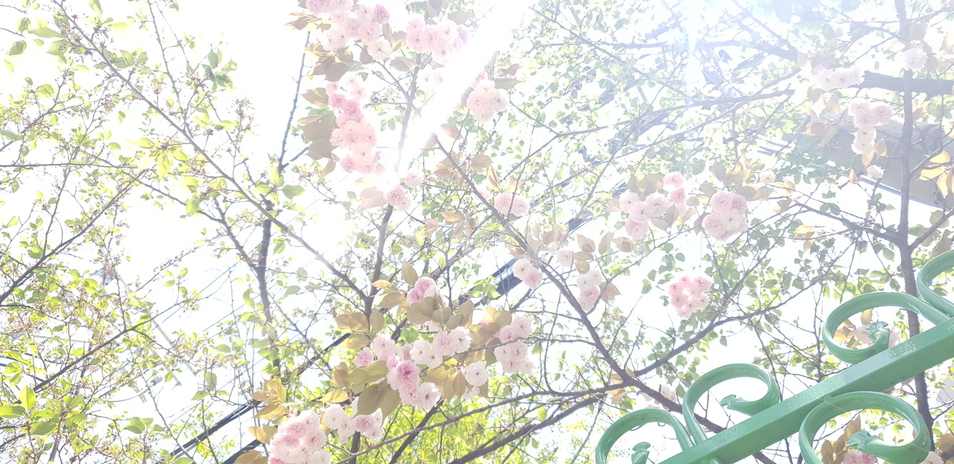 햇살,겹벚꽃,벚꽃,4월,꽃구경,봄