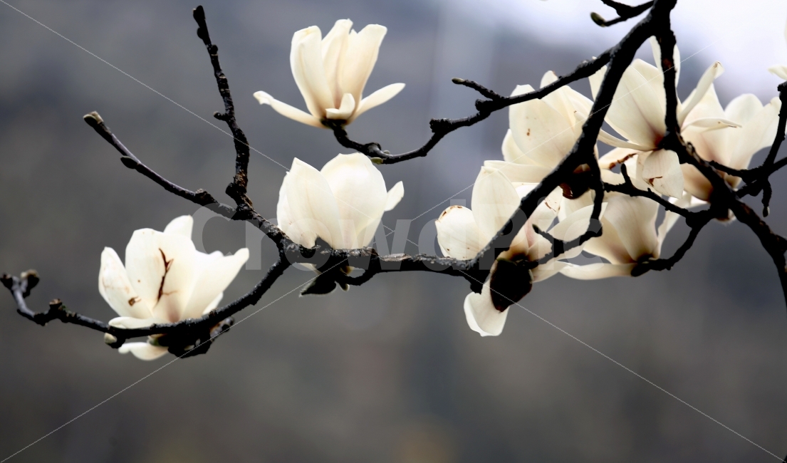 목련,꽃,봄,프로덕션명주,김명주,봄,계절,spring,season,식물,자연,plants,nature,꽃,flower,plant,blossom