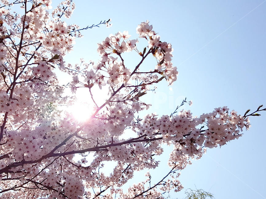 벚꽃,봄,꽃,식물,cherryblossoms,꽃배경,예쁜꽃,봄,계절,spring,season,식물,자연,plants,nature,꽃,flower,나무,trees,wood,plant,blossom,cherry blossom