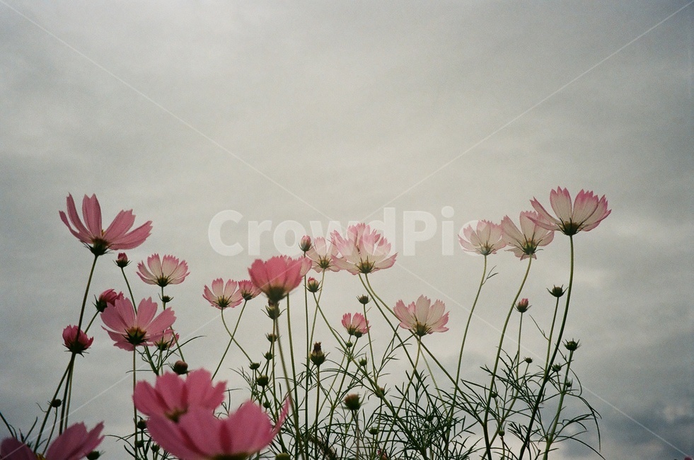 꽃,가을,코스모스,자연,하늘,풍경