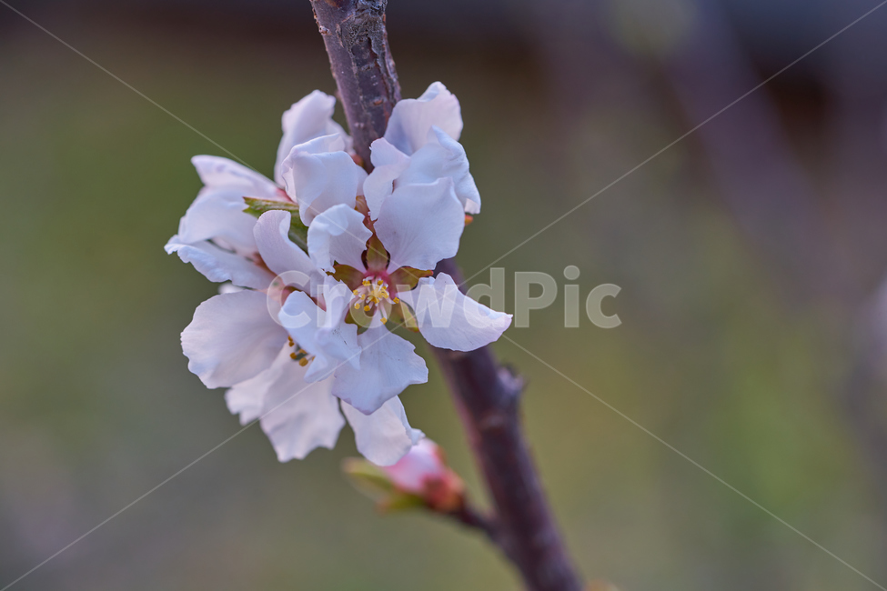 벚나무,앵도나무,벚꽃,접사,봄꽃,flower,blooming,macro