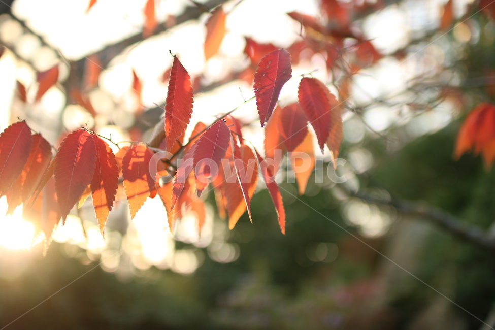 단풍,가을,단풍나무,자연,감성,가을,계절,fall,autumn,season,식물,자연,plants,nature,leaf,잎,plant,veins,정맥