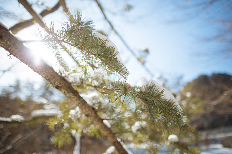 겨울,눈,스냅,감성,풍경,겨울,계절,winter,season,식물,자연,plants,nature,휴식,힐링,rest,relaxation,healing